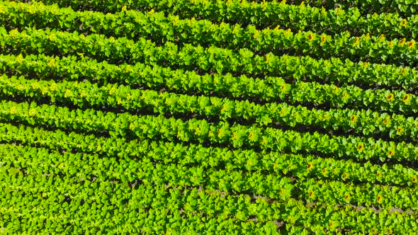 Field with Blooming Sunflowers From Copter or Drone