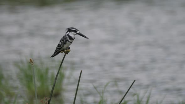 Pied Kingfisher on Reed Around a Lake