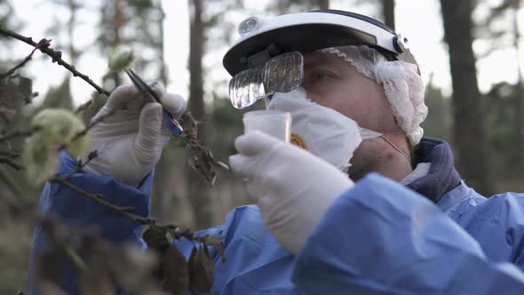 The scientist takes a sample of a leaf from a tree. Ecological disaster of pollution of nature.