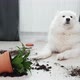 Guilty Dog on the Floor Next to an Overturned Flower - VideoHive Item for Sale