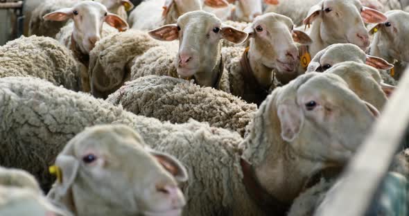 Sheeps on a Flock Farm