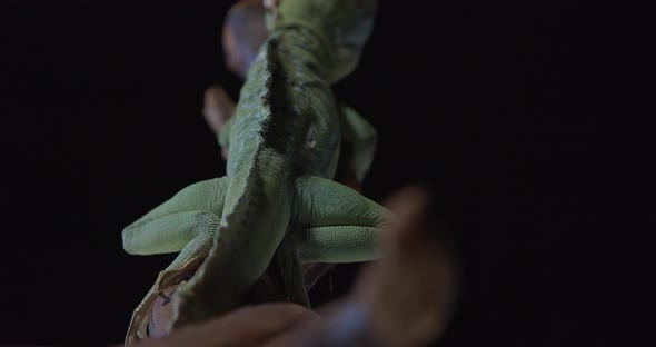 Studio Footage of a Wild Iguana with Green Skin with Light Dots