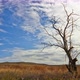 Dead Tree Against Cloudy Sky - VideoHive Item for Sale