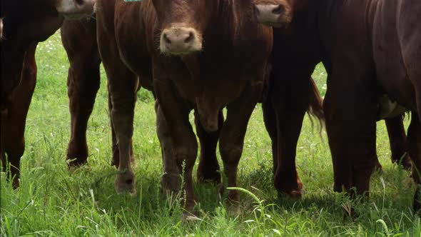 Red Angus Cattle