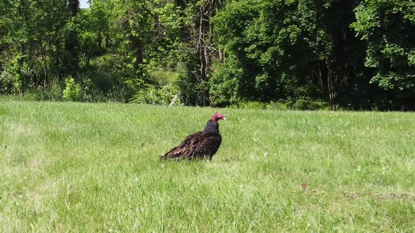 Predator Bird turkey vulture buzzard perched out in the wild