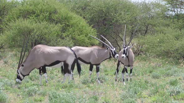 Close up from a herd of gemsbok grazing 