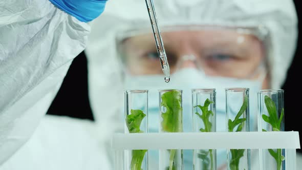Scientist in Protective Jumpsuit and Glasses Works in the Laboratory with Samples of Plants