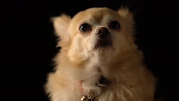 cute brown color hair chihuahua dog studio with black background