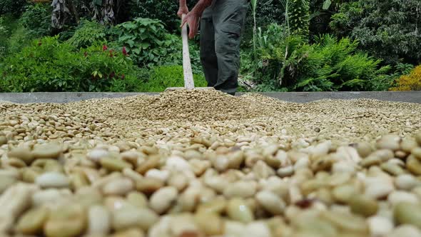 Man Drying The Coffee 