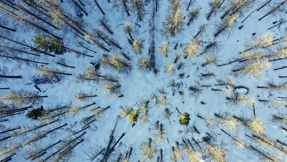 Rising from evergreen forest with tall trees in winter season, aerial