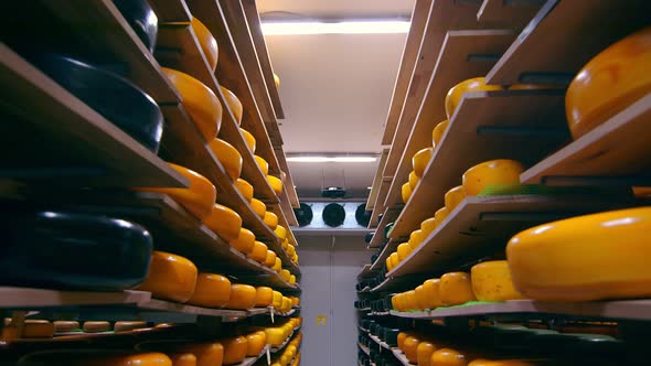 Storage of Cheese of Different Varieties on Wooden Shelves in the Refrigerator. Cheese on the