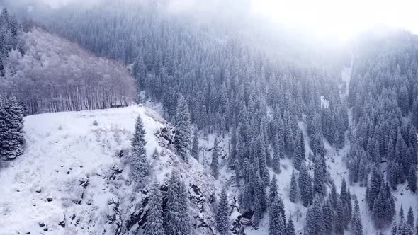 Majestic Snowy Gorge with Fir Trees in Mountains