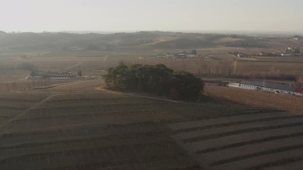 Drone view of vineyards during late autumn