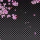 Cherry Blossom Branches And Falling Petals - VideoHive Item for Sale