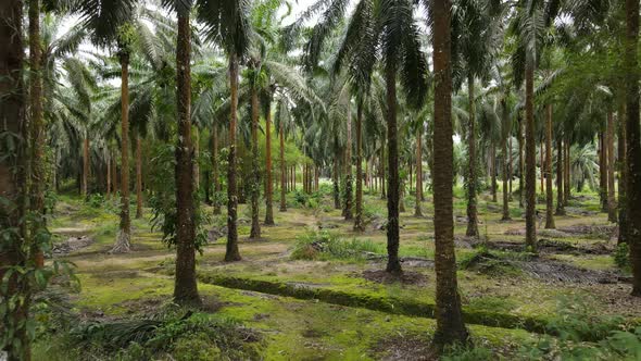 Flying through and under Palm Trees on a Palm Oil farm in Costa Rica