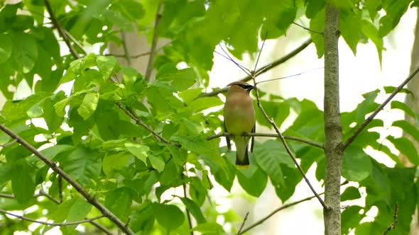 A beautiful and vigilant cedar waxwing sitting on a branch looking out at it´s surroundings,