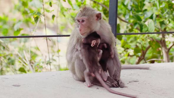 Adult Monkey Sitting on Walkway with Monkey Cubs Two Little Baby Monkeys in Zoo