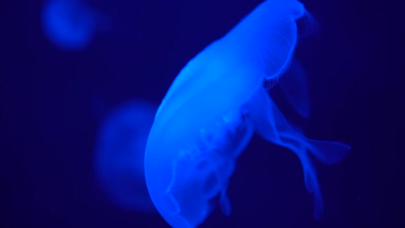 Fluorescent Jellyfish with Wide Tentacles Swims Slow, Close-Up