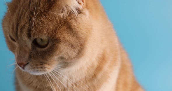 Close Up Face Cute Adorable British Cat on Blue Background Studio