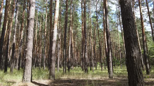 Landscape Inside the Forest with Pine Trees