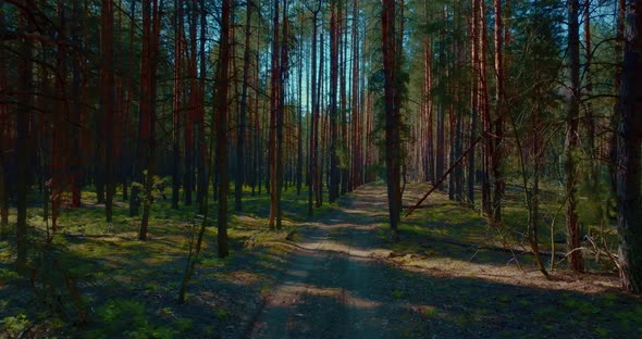 Pine Forest Trees Stand in Rows Tall Trunks