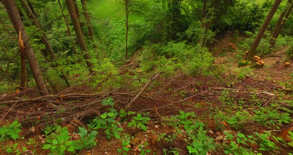 Felled Trees in the Forest