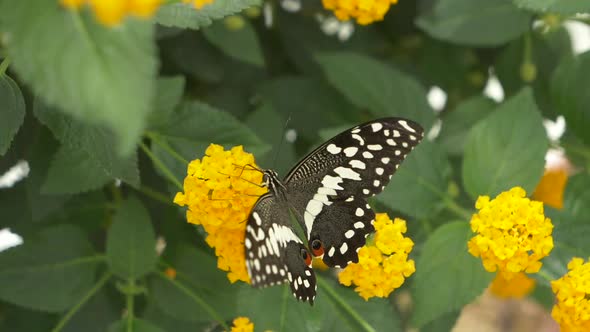 Slow motion footage of wild black white butterfly sitting on blooming yellow flower and working - ma