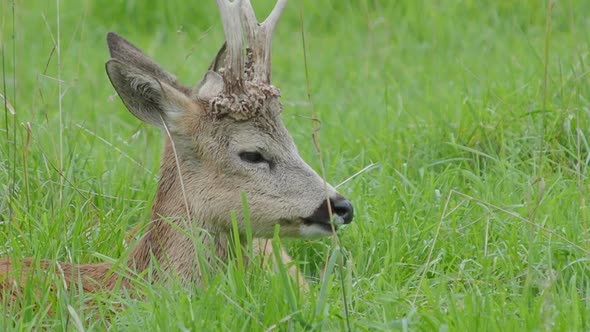 Fallow Deer Is Lying in Grass and Chewing Something. Dama Dama, Ruminant Mammal,