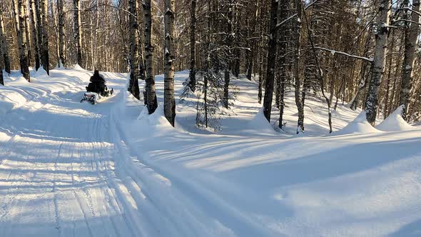 POV View of Two Snowmobile Rides Through the Pine Forest Slow Motion Footage