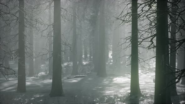 Winter Snowcovered Forest on a Cloudy Day