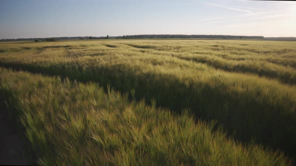 Field with ears of grain crops in the evening