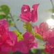 Summer Flowers - VideoHive Item for Sale