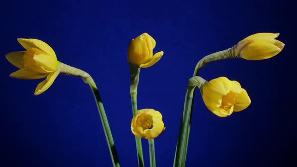Yellow Daffodils Blooming on Blue Background
