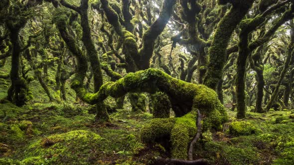 Forest in New Zealand