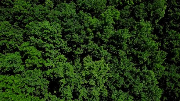 Drone's Eye View - Aerial Green Forest of Dense Mixed Tree Tops of Pine Trees and Birches, Caucasus