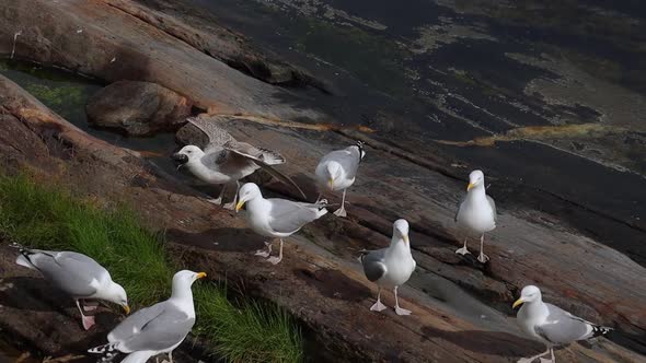 Seagulls Fight Over the Giblets of Fish on the Shore of a Fjord in Norway