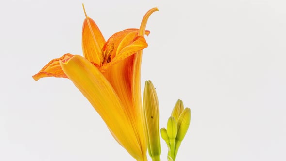 Orange Lily Rotating on White Timelapse