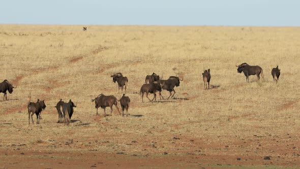 Black Wildebeest Herd In Grassland - South Africa