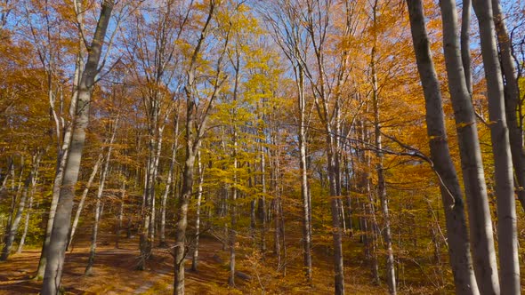 Smooth Flight Between Trees Close to Branches in a Fabulous Autumn Forest