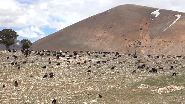 Herd of Scattered Mixed Color Goats Grazing on Mountain Ridge