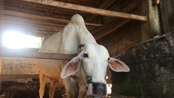 Javanese Cow in Indonesia in traditional farm, Indonesia.