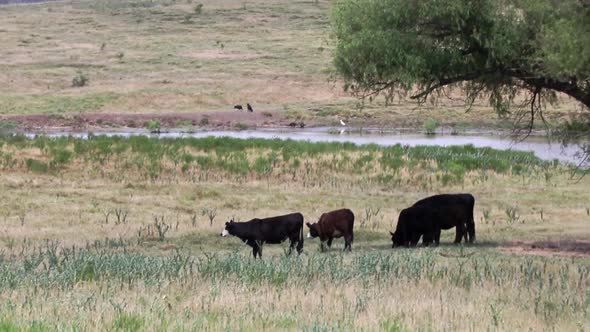 Cattle feeding on ranch land in north Texas during a hot summer day with a watering hole in the back