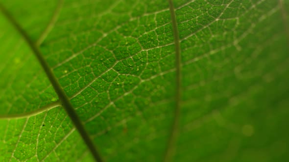 Green Leaf In Nature