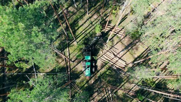 Industrial Machine Is Chopping Pines in a Top View