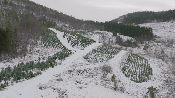 Pine tree plantation on mountain slope winter snowy scenery