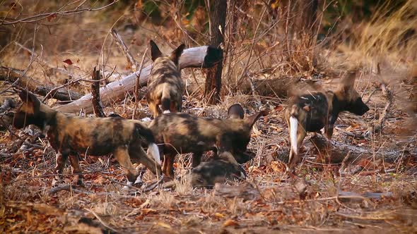 African wild dog in Kruger National park, South Africa