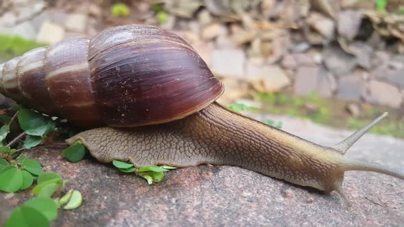 Snail moving slowly on a rock 