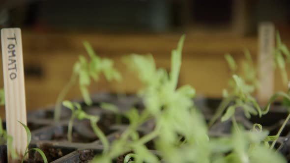 Growing tomatoes at home during lockdown, micro greens, tracking left