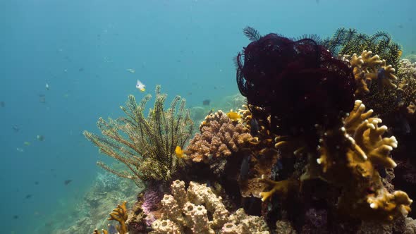 Coral Reef with Fish Underwater