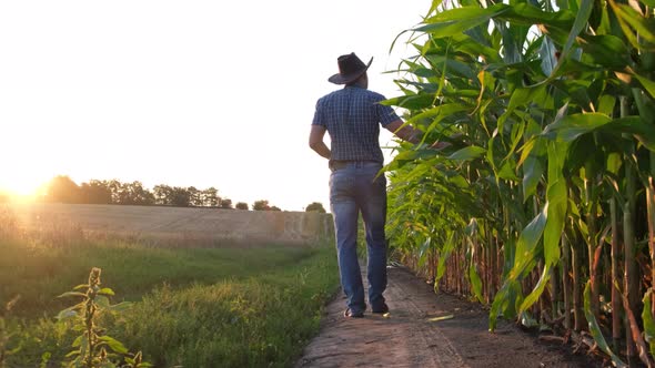 A Young Agronomist Inspects the Corn Crop Against the Backdrop of a Corn Field